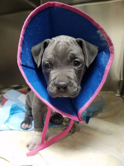 Animal Urgent Care, Escondido, CA