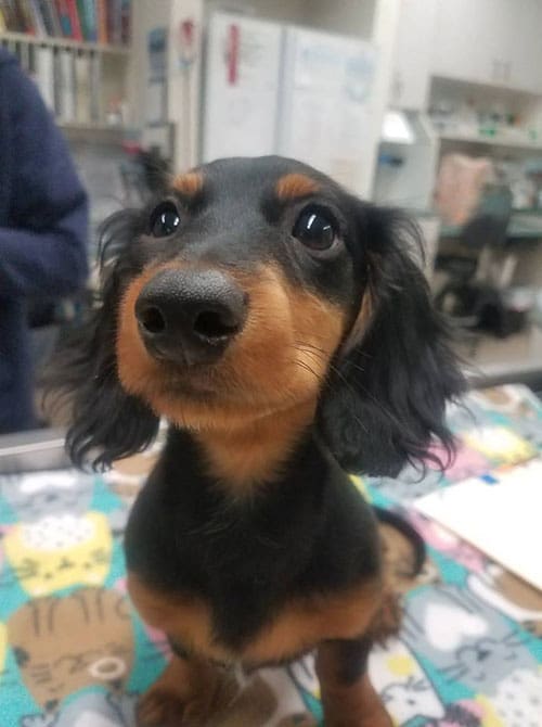 Animal Urgent Care, Escondido, CA