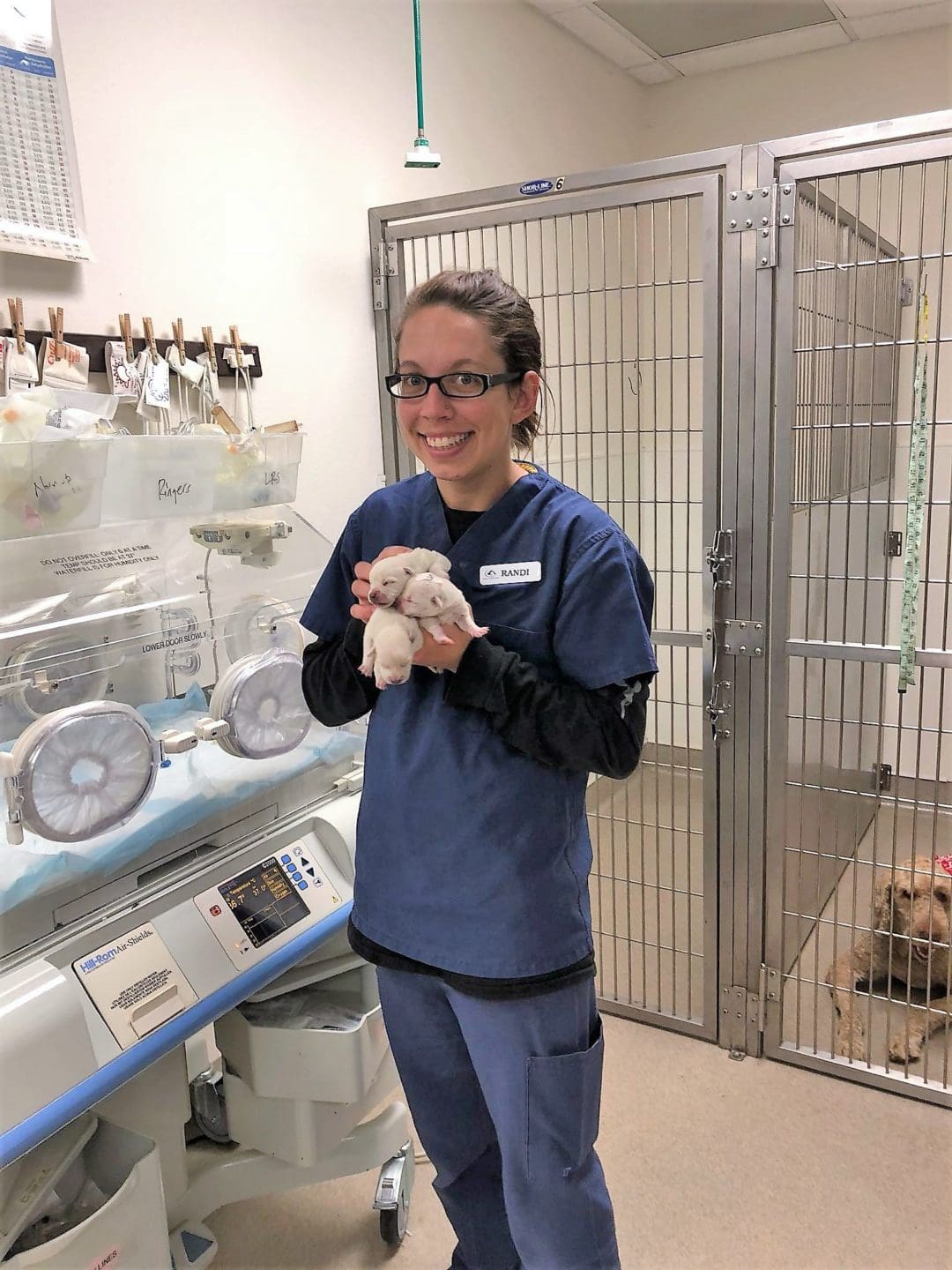 After Hours Vet in Escondido, CA Animal Urgent Care